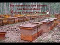 Honey Bees Go Bye Bye.avi