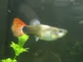aquarium