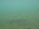 Scuba Diving Ruinerwold (Part 7)