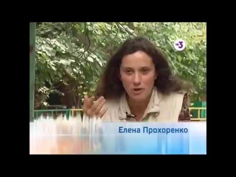 YouTube Трейлер