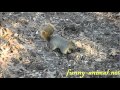 Squirrel digging 
