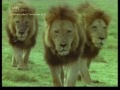lions end part;2 lions end part;2