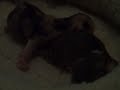 3 week old Devon Rex Kittens 3 week old Devon Rex Kittens
