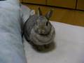 うちのうさぎ03[A rabbit which there is in futon.]