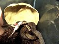 Some Unusual Cottonmouth Behavior