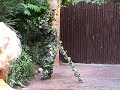 quick tour of disneys animal kingdom