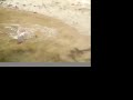 fishing for malaysian mahseer / kelah