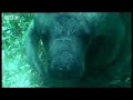 Swimming with a Manatee - Dive Caribbean - BBC wildlife Swimming with a Manatee - Dive Caribbean - BBC wildlife