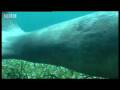 Swimming with a Manatee - Dive Caribbean - BBC wildlife
