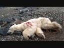 Palin is the Michael Vick of Alaska