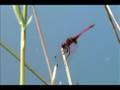 Reeds Macro / Telephoto XL2 Test Footage