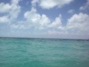 Delfines en Riviera Maya