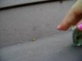 videos de Little Dipper
