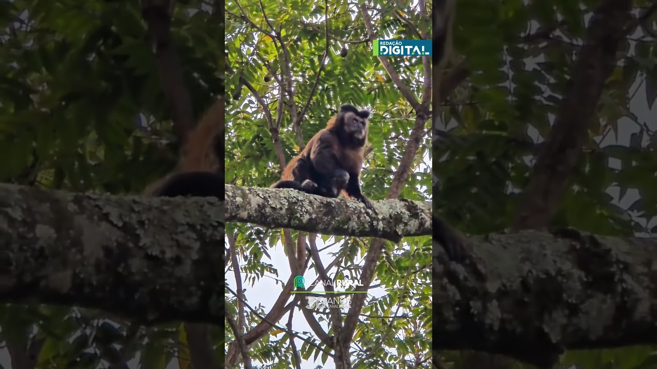 Macaco-prego é flagrado em bosque de São Carlos