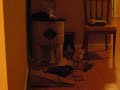 Sphynx and Calico Cats Playing Sphynx and Calico Cats Playing