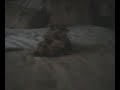 My Puppy - Filip (Yorkie)