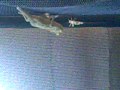 videos de Chameleon eats a locust while upside down