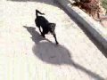 Puppy Walking @ chipmunk speed ~ Puppy Walking @ chipmunk speed ~