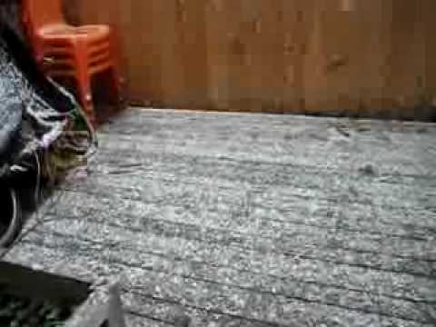 Cat is Scared of Snow.
