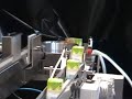 Trasportatori brik standard BONDANI Packing Systems