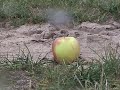 Apple Accident