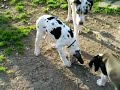 great   dane  pups playing