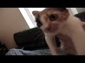 Gautier Star Academy 8 -- Chez lui avec son chat Pipi -- EXCLU Gautier Star Academy 8 -- Chez lui avec son chat Pipi -- EXCLU
