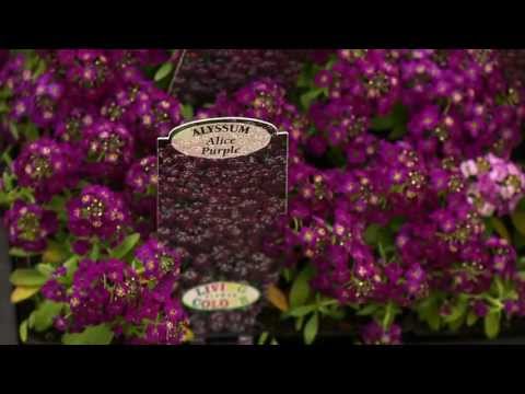how to care alyssum