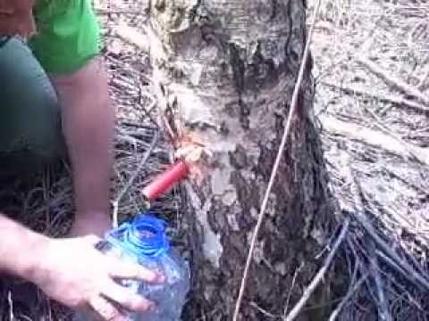 how to collect birch sap