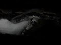 Boa Constrictor  Eating  Rats