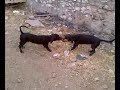 chago e molly ( al tiro della fune)
