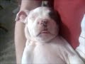 Sleepy Pitbull