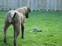 bullmastiff
