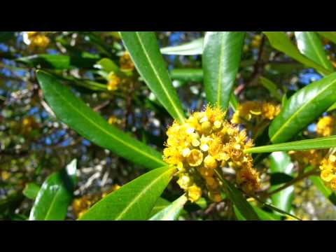 how to transplant pungas