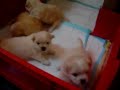 cute puppy   22 days 