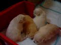 cute puppy   22 days 