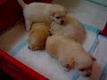 cute puppy   22 days 