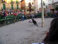 vaca en farasdues 2005