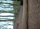 Switch springen in bos