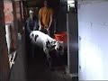 Kamp 3: stal klaarmaken en kalf omzetten