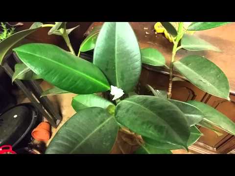 how to plant rubber tree