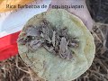 Aromas, Sabores y Haciendas Queretanas a Caballo !!