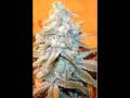 Andre Nickatina - Smoke Dope and Rap