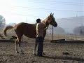 Horse/Human - Mutual Trust (clip 2/3) Horse/Human - Mutual Trust (clip 2/3)