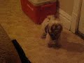 lulu 2