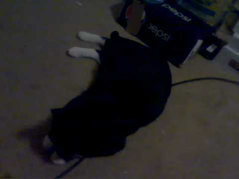 ANIPER-CAT