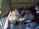 Guzy e a família adoptiva Guzy e a família adoptiva