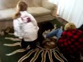 Do Newfies Protect Children? He came back! Attempt # 2