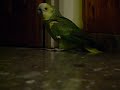 Pucho Maromas