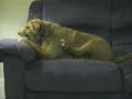 Cachorro idiota